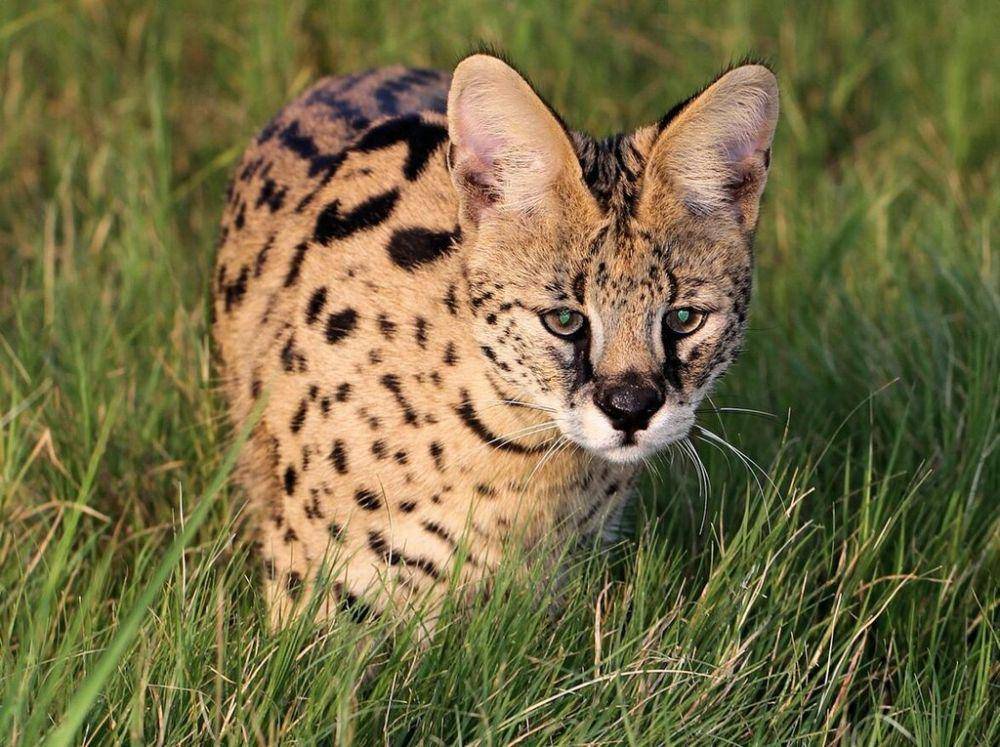 kucing serval (commons.wikimedia.org/Wynand Uys)