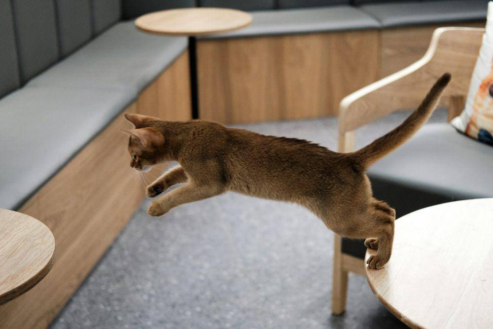 ilustrasi kucing melompat (unsplash.com/Li Yan)