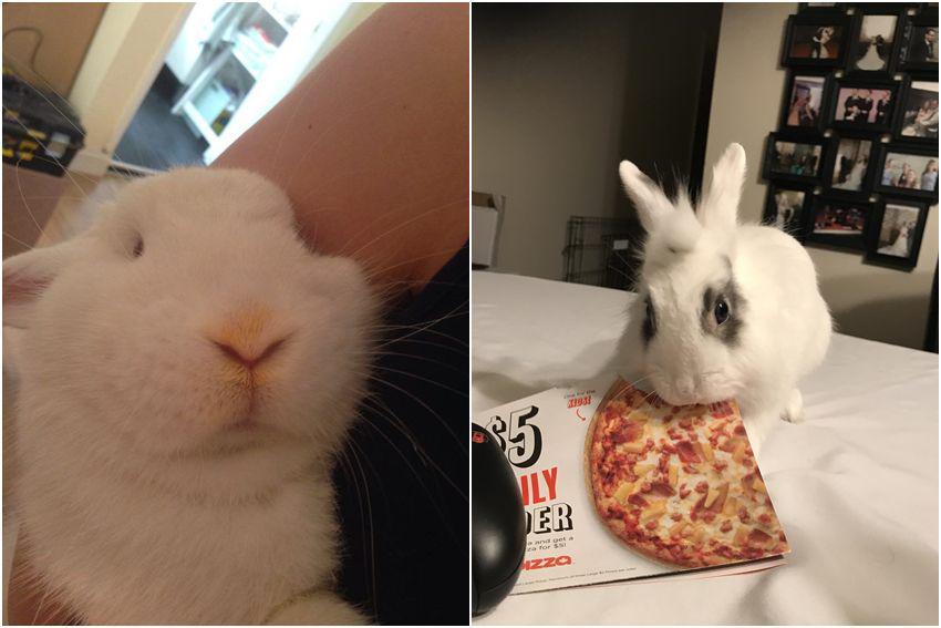 kolase foto lucu dan kocak kelinci dengan pizza (reddit.com/r/Rabbits | reddit.com/user/Rahe_Stone)