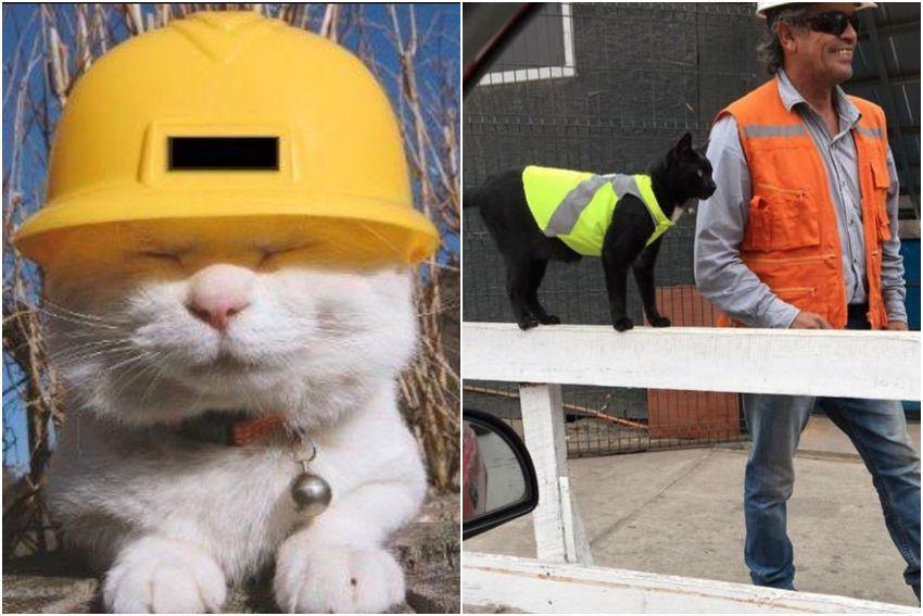 10 Kucing Menyamar Jadi Kuli Bangunan, Pakai Rompi dan Helm Proyek