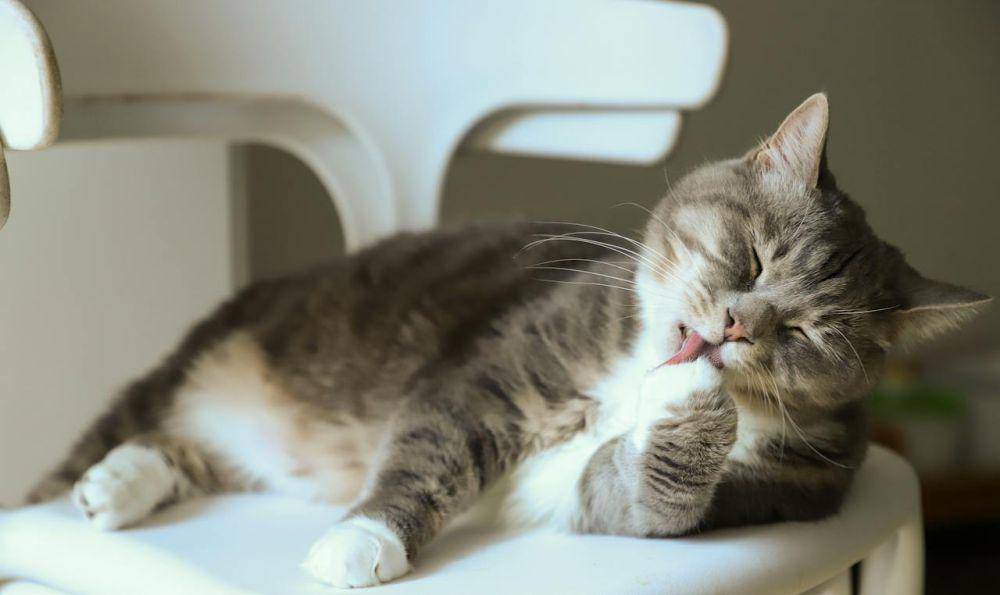 ilustrasi kucing menjilat paw (pexels.com/Cats Coming)