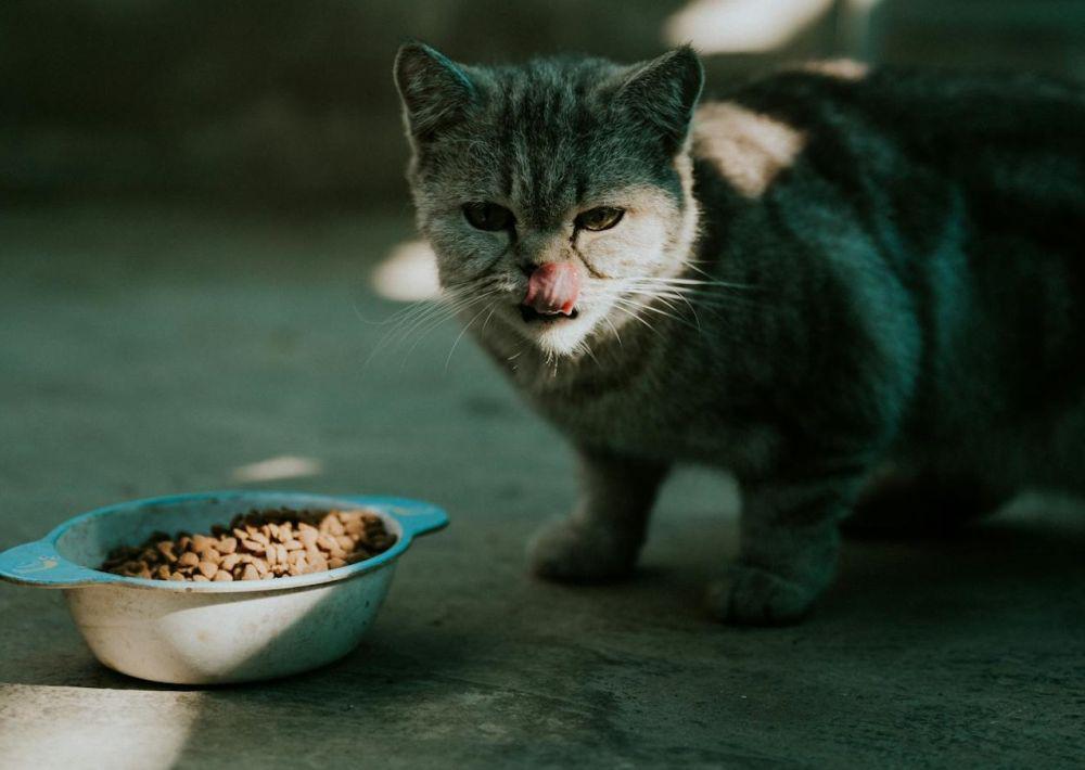 7 Rekomendasi Dry Food Kucing, Punya Nutrisi Baik!