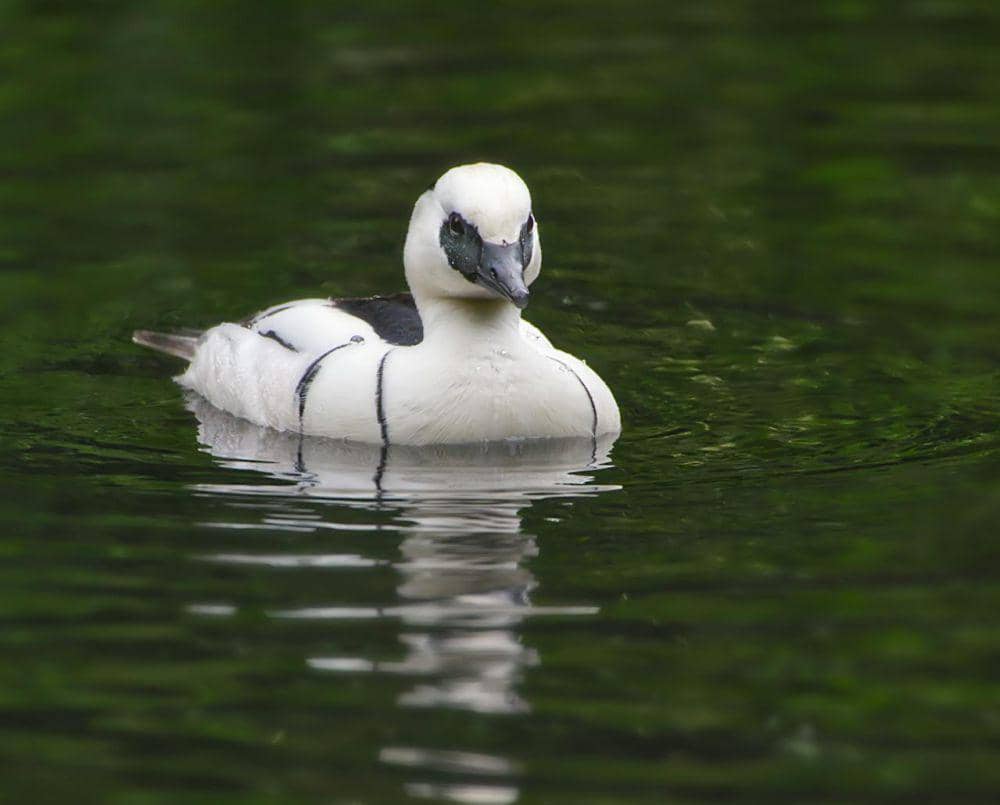 smew duck jantan (Pexels/ Stephen Noulton)