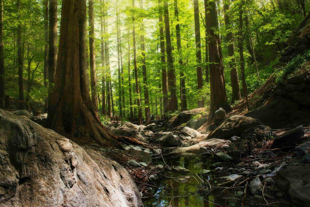5 Alasan Mengapa Kita Harus Menjaga Kelestarian Hutan Hujan Tropis