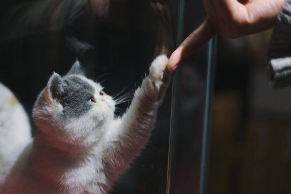 ilustrasi kucing menyentuh jari manusia (unsplash.com/Raychan)