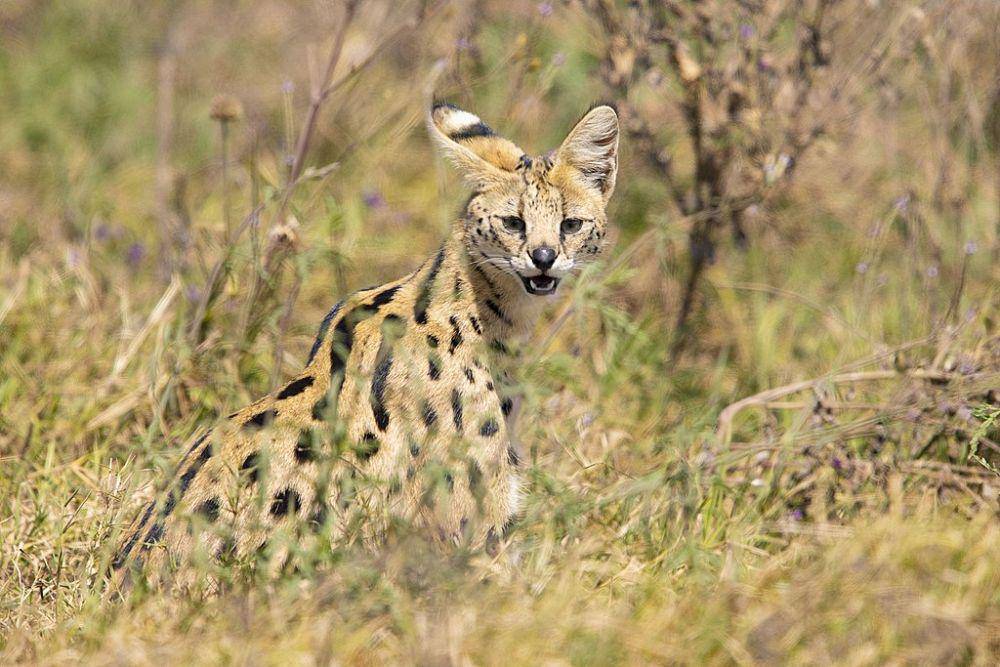 kucing serval (commons.wikimedia.org/Xmlqang)