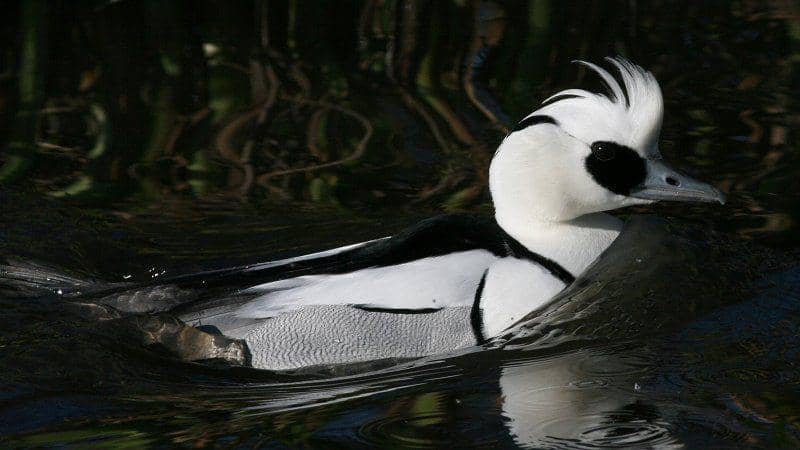 smew duck (commons.wikimedia.org/ Ken Billington)