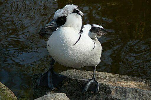 smew duck jantan (commons.wikimedia.org/ Renamed user 8620992502)