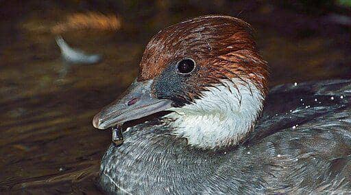 smew duck betina (commons.wikimedia.org/ Spinus Nature Photography)