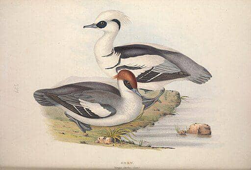 smew duck jantan dan betina (commons.wikimedia.org/ Internet Archive Book Images)