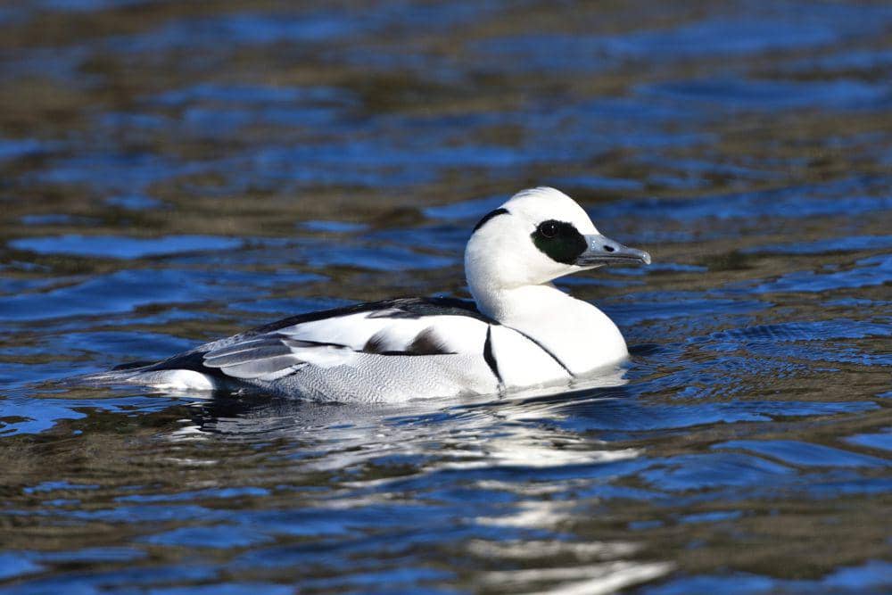 6 Fakta Smew Duck, Kenapa Dipanggil Itik Biarawati?