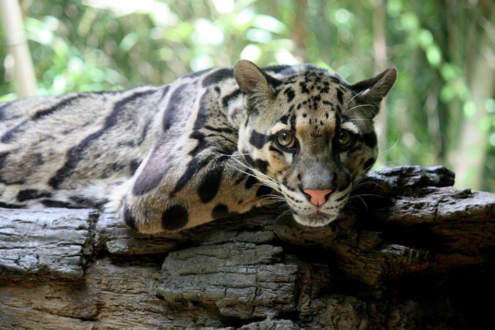 5 Fakta Macan Dahan, Bisa Buru Mangsa yang Jauh Lebih Besar