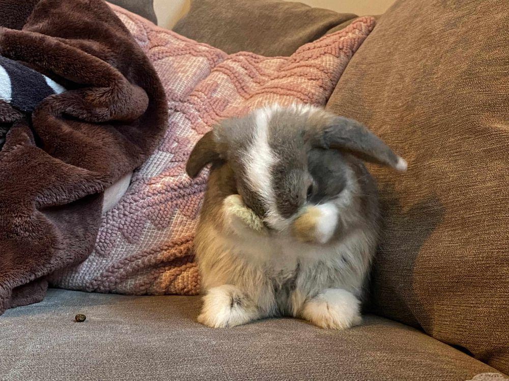 10 Potret Gemas Kelinci Santai di Sofa, Imut Tiada Banding
