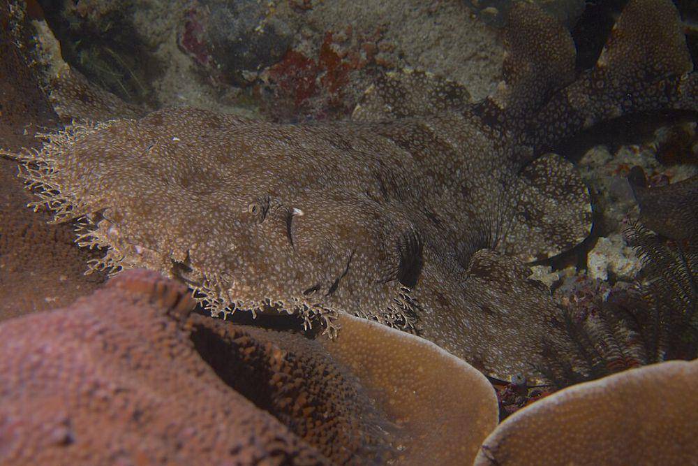 ilustrasi hiu wobbegong (Wikimedia.org/Elias Levy)