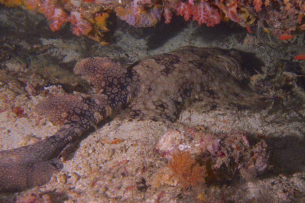 ilustrasi hiu wobbegong (Wikimedia.org/Elias Levy)
