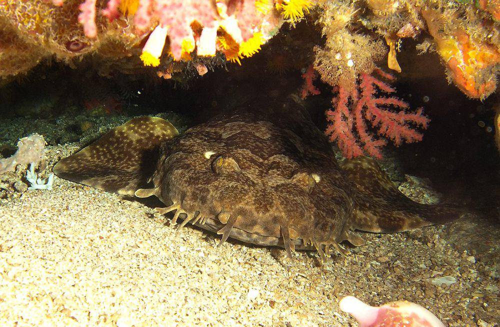 ilustrasi hiu wobbegong (Wikimedia.org/prilfish)