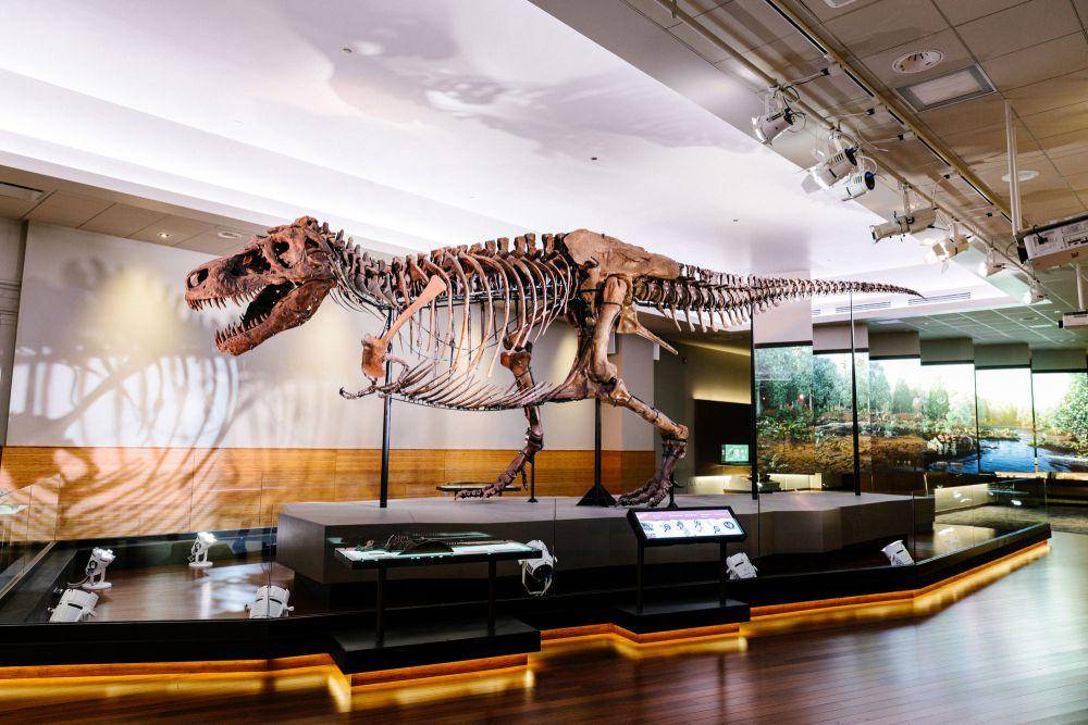 fosil dinosaurus (fieldmuseum.org)