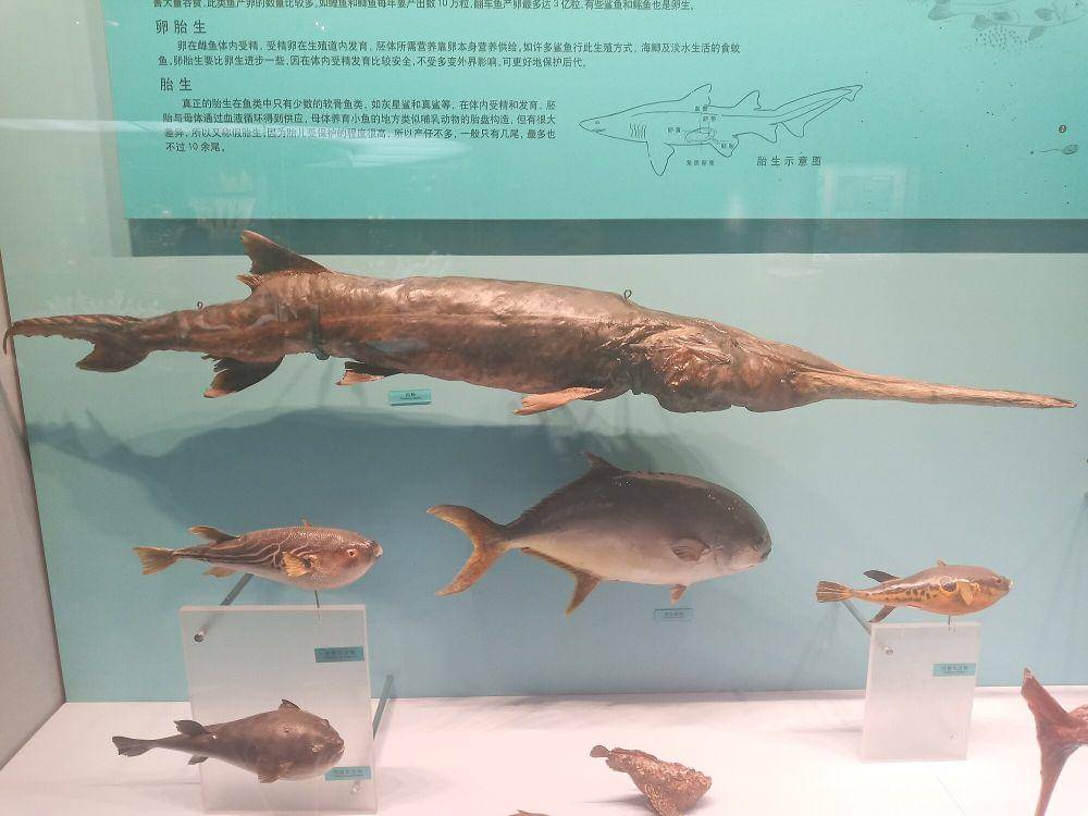 ilustrasi ikan dayung china (commons.m.wikimedia.org/Calliston3)