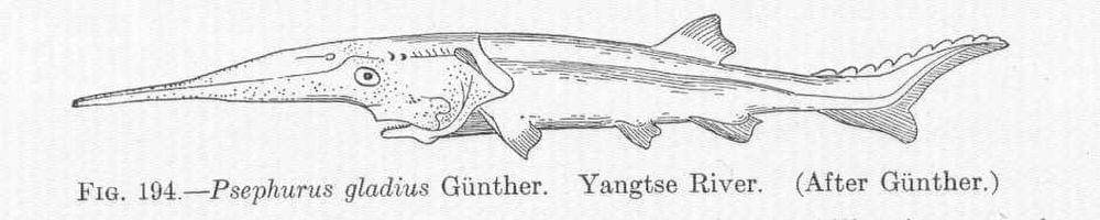 ilustrasi ikan dayung china (commons.m.wikimedia.org/David Starr Jordan)