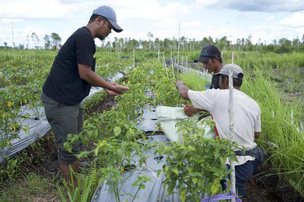 RMU adakan tiga kegiatan penting dalam program SGDs-nya (Dok. RMU)