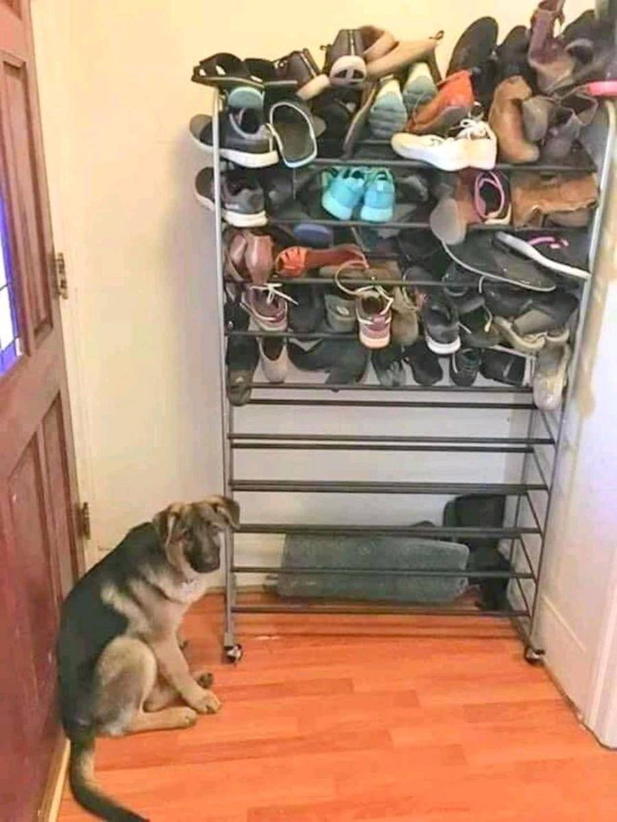 foto random dan kocak soal sepatu (reddit.com/user/cat_foob)