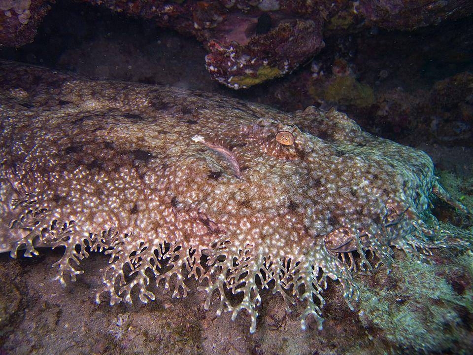 ilustrasi hiu wobbegong (Wikimedia.org/Jon Hanson)