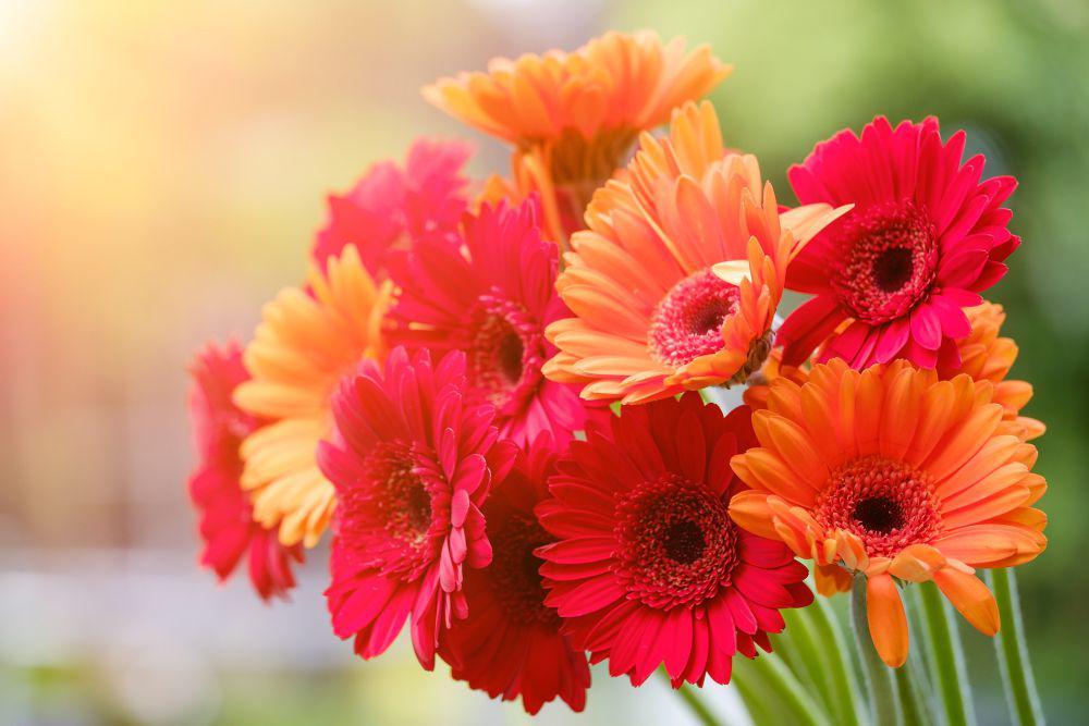5 Fakta Bunga Aster Gerbera, Dapat Membantu Penderita Sleep Apnea