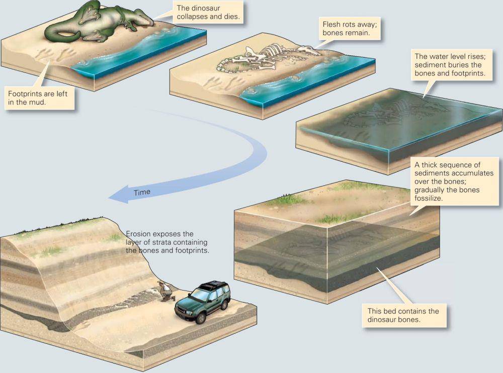proses fosilisasi dinosaurus (geologylearn.blogspot.com)