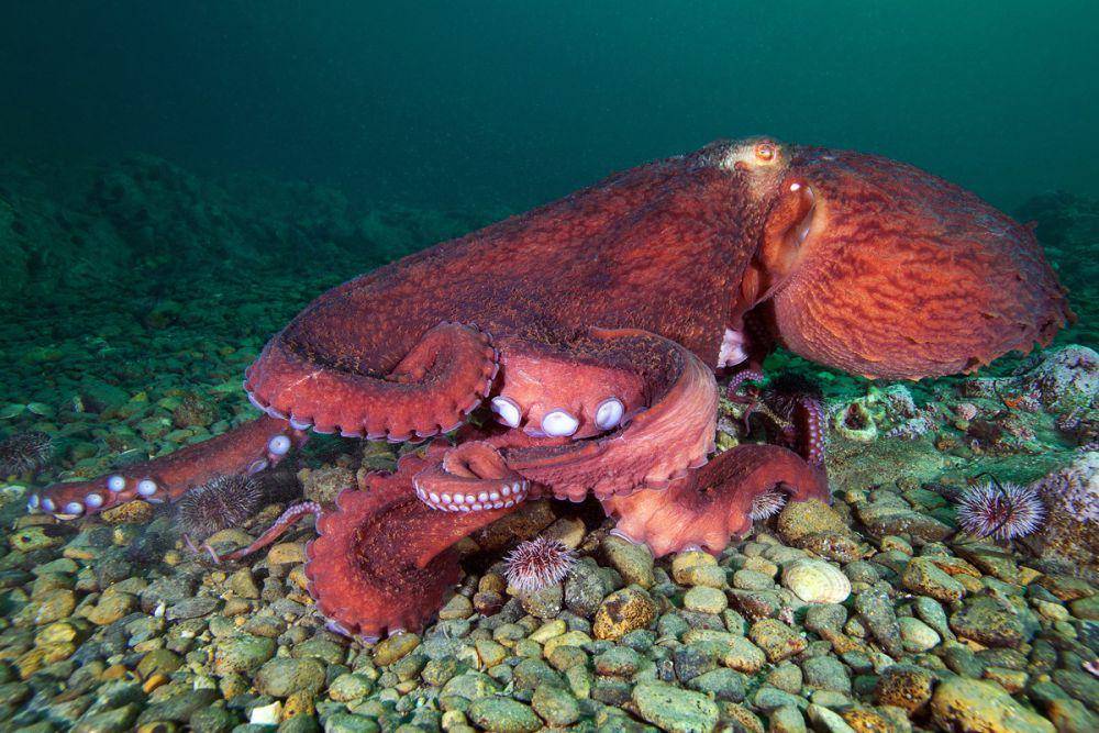 Giant Pacific octopus (Enteroctopus dofleini) (flickr.com/Alexander Semenov)