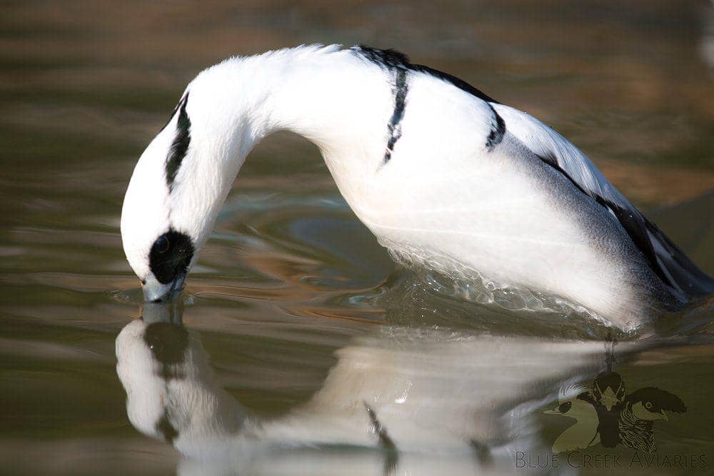 smew duck yang hendak menyelam (dok. Blue Creek Aviaries)