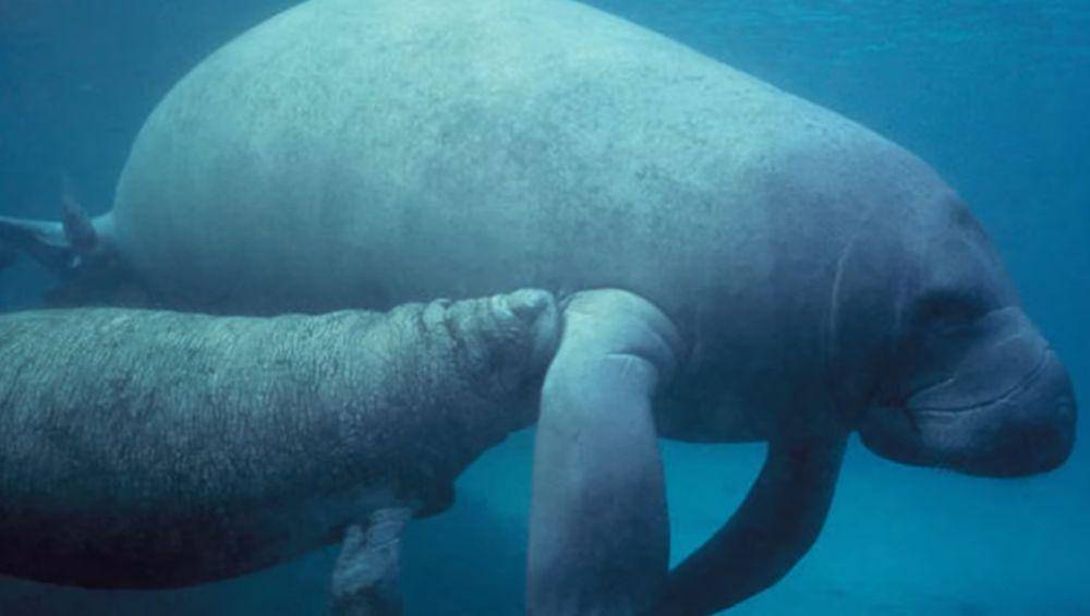 Manatee amazon (youtube.com/The Budget Museum)