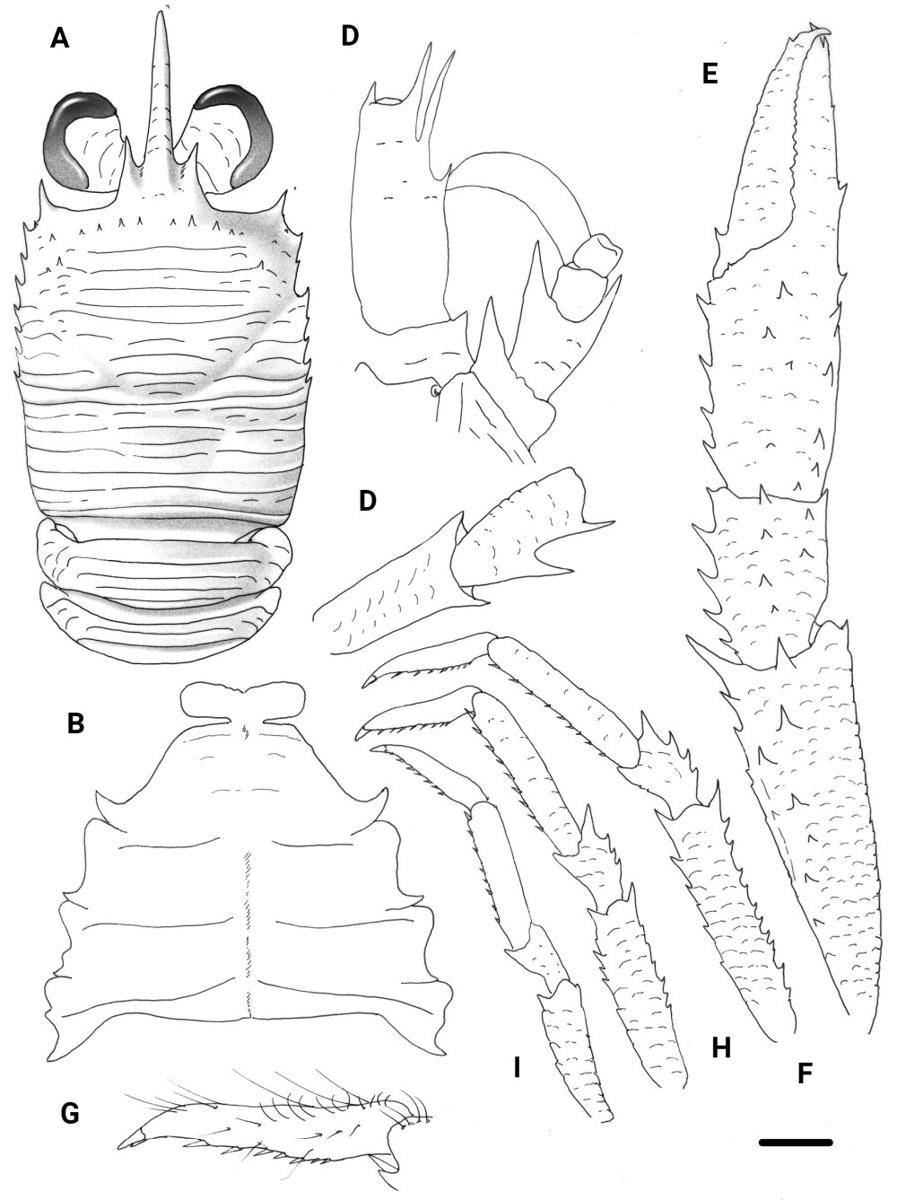 ilustrasi Trapezionida pulex (zookeys.pensoft.net)