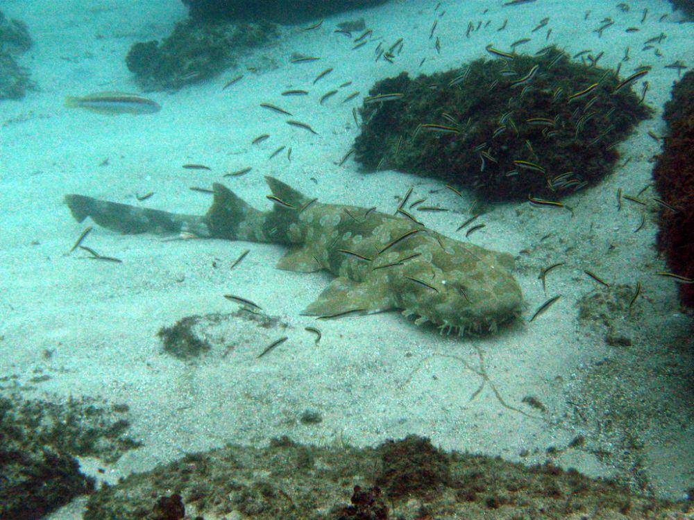 ilustrasi hiu wobbegong (Wikimedia.org/K McLean)