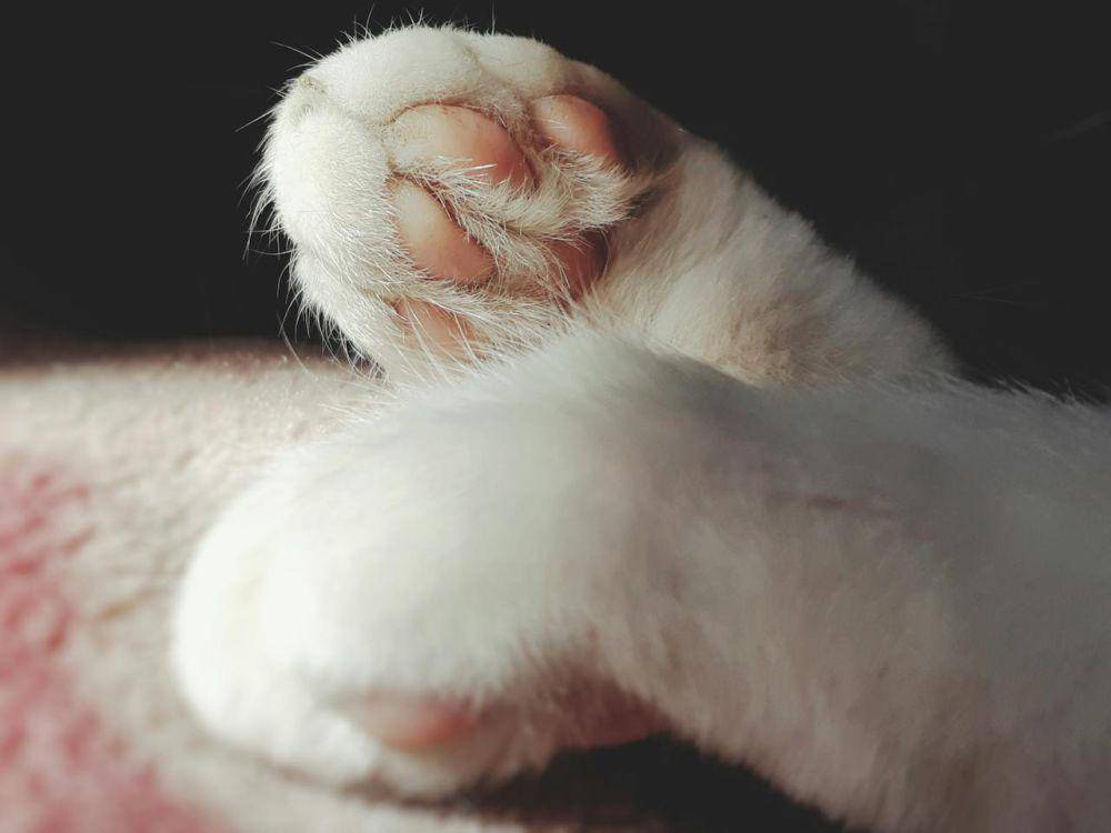 ilustrasi paw kucing (pexels.co/Juls)