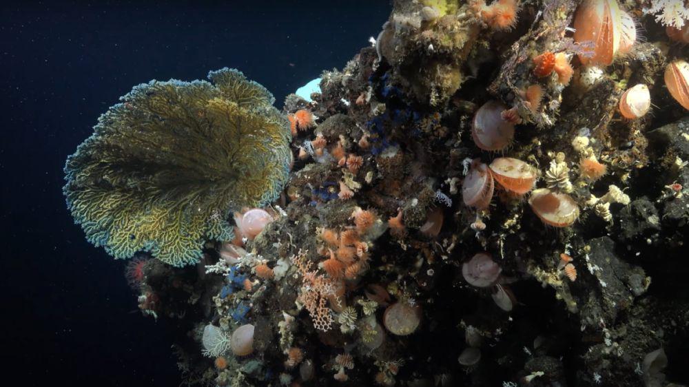 5 Fakta Temuan Tiga Terumbu Karang Galapagos 2023, Ada Cacho De Coral