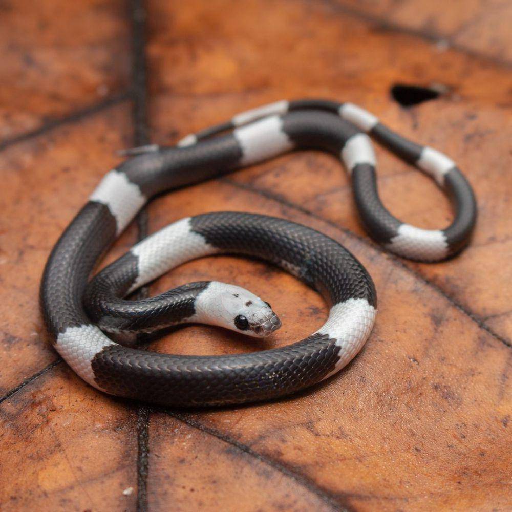 Anakan ular cecak belang yang mirip ular weling (instagram.com/rupertsreptiles)