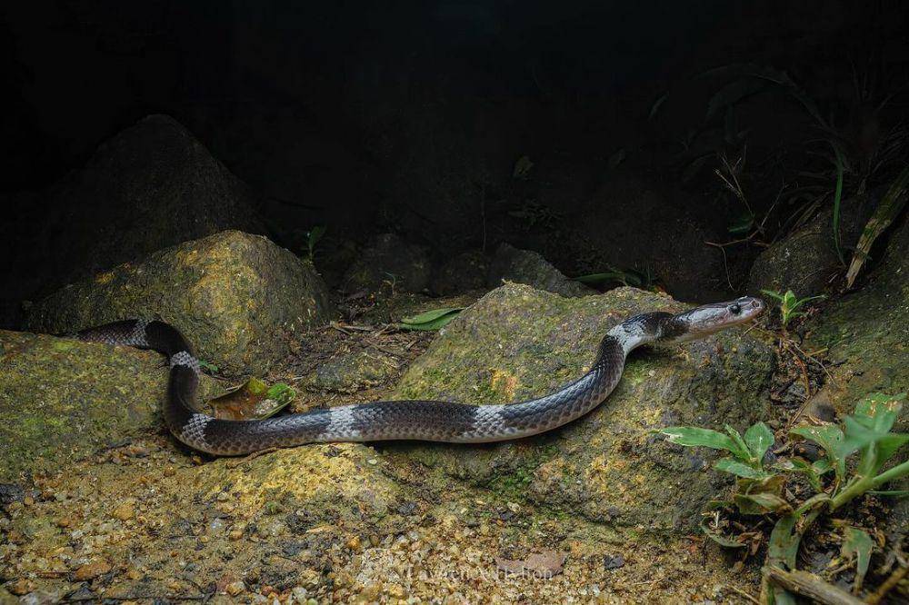 Ular cecak belang (instagram.com/hylton_in_nature)