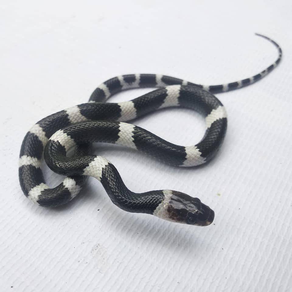 Ular cecak belang (instagram.com/herpetology_unram)