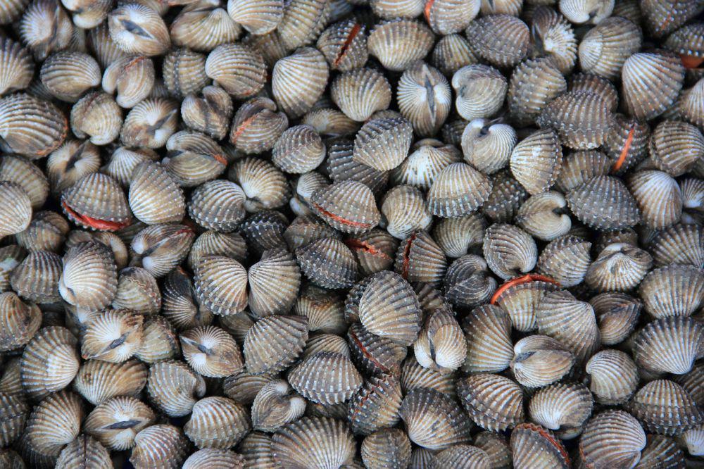 Kerang Darah Muara Badak Mati Massal , Ini Klarifikasi dari Pertamina 