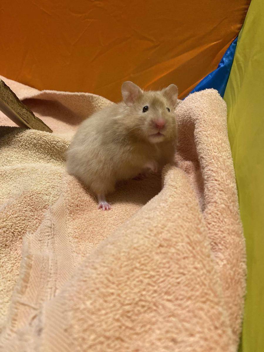 foto kocak hamster lagi bingung (reddit.com/user/jillhatesducks)