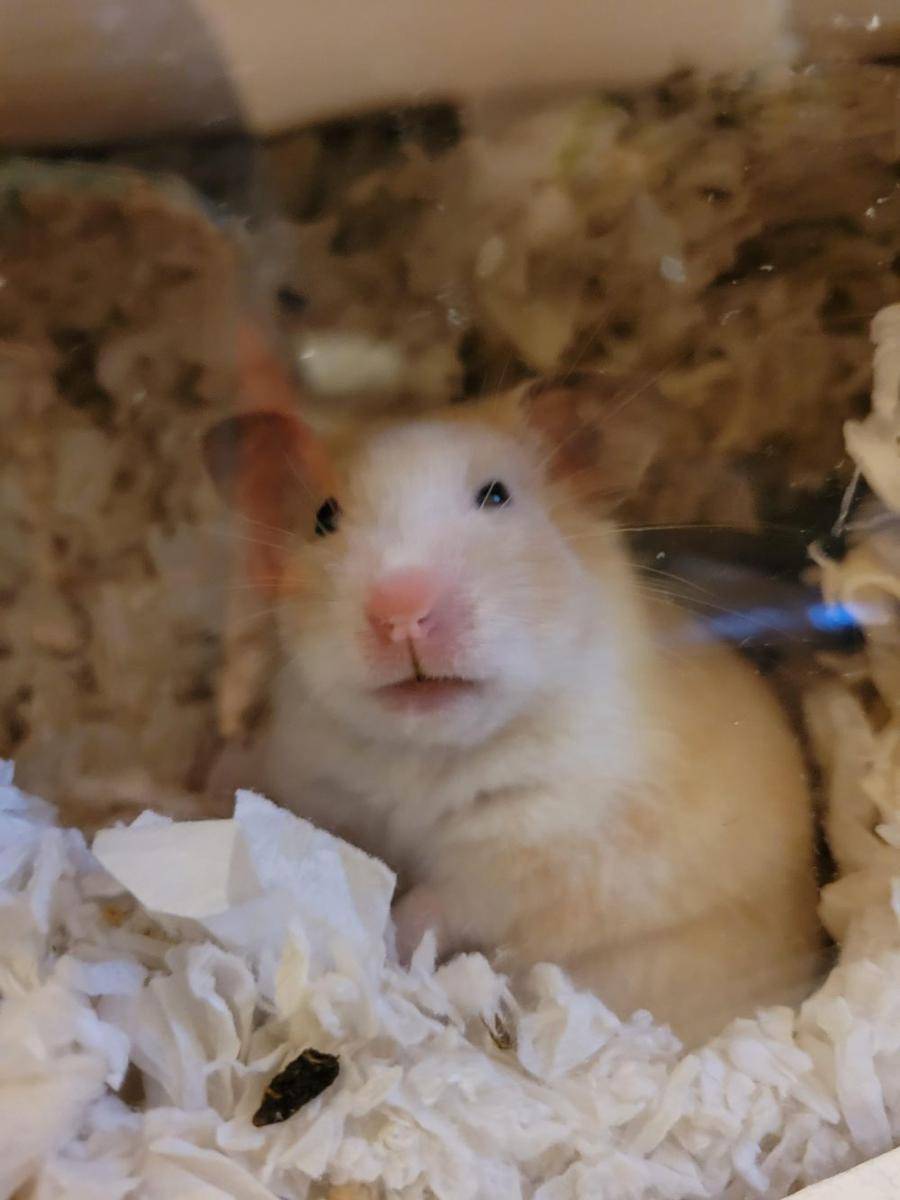 foto kocak hamster lagi bingung (reddit.com/user/Hobbs4Lyfe)