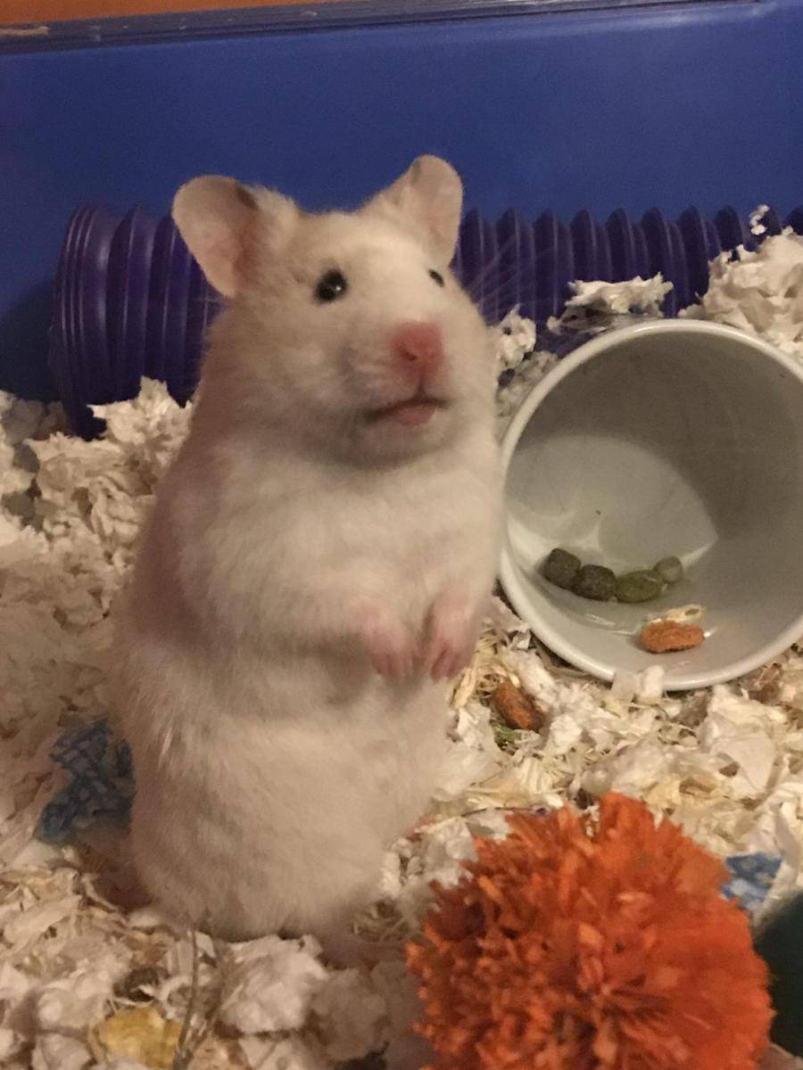 foto kocak hamster lagi bingung (reddit.com/user/teandbiccies)