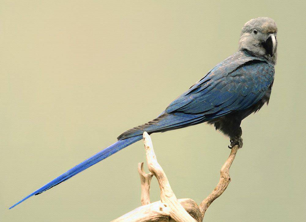 Makaw spix (commons.m.wikimedia.org/Daderot)