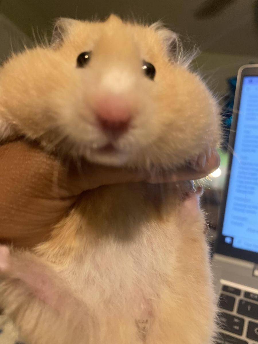 foto kocak hamster lagi bingung (reddit.com/user/mideplanet)