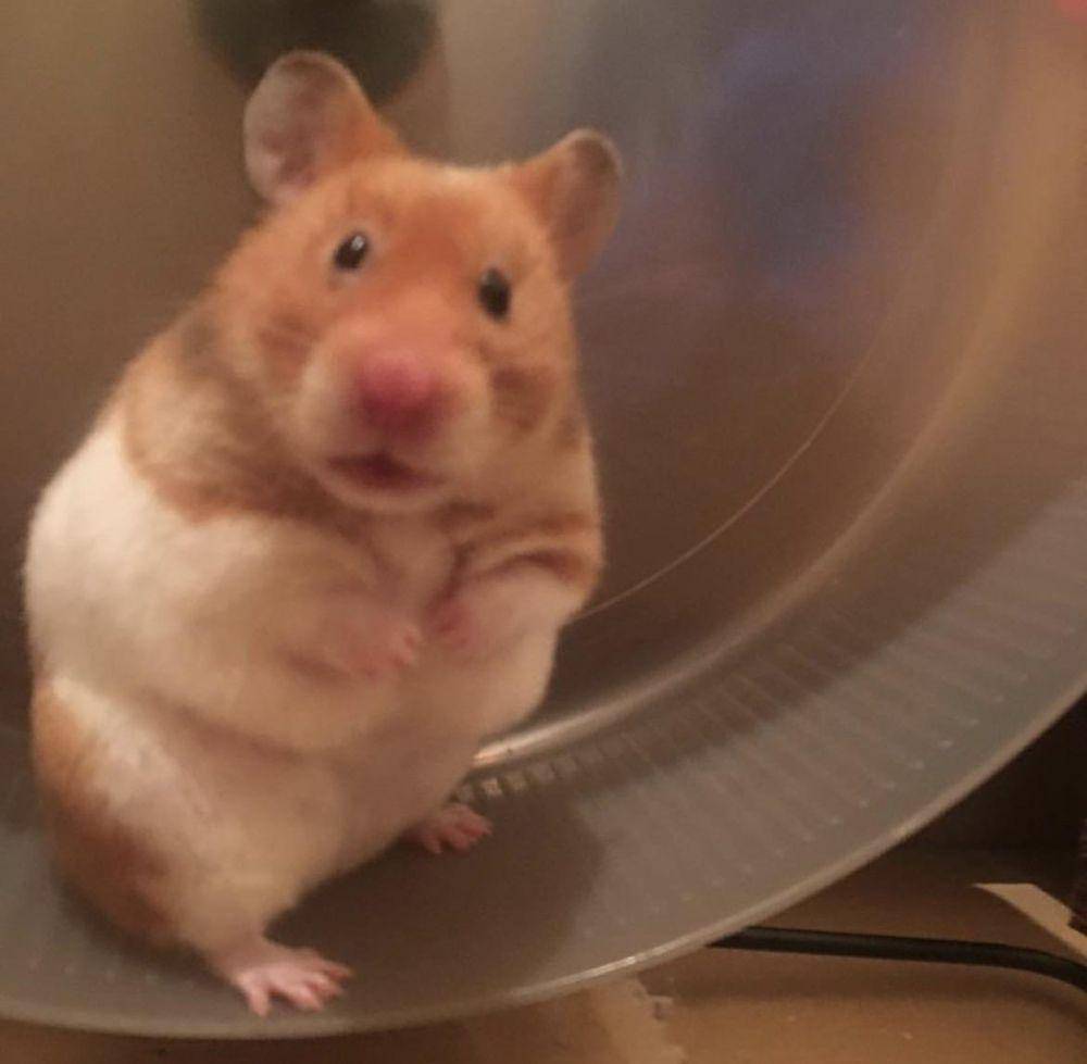 foto kocak hamster lagi bingung (reddit.com/user/LilJasi)