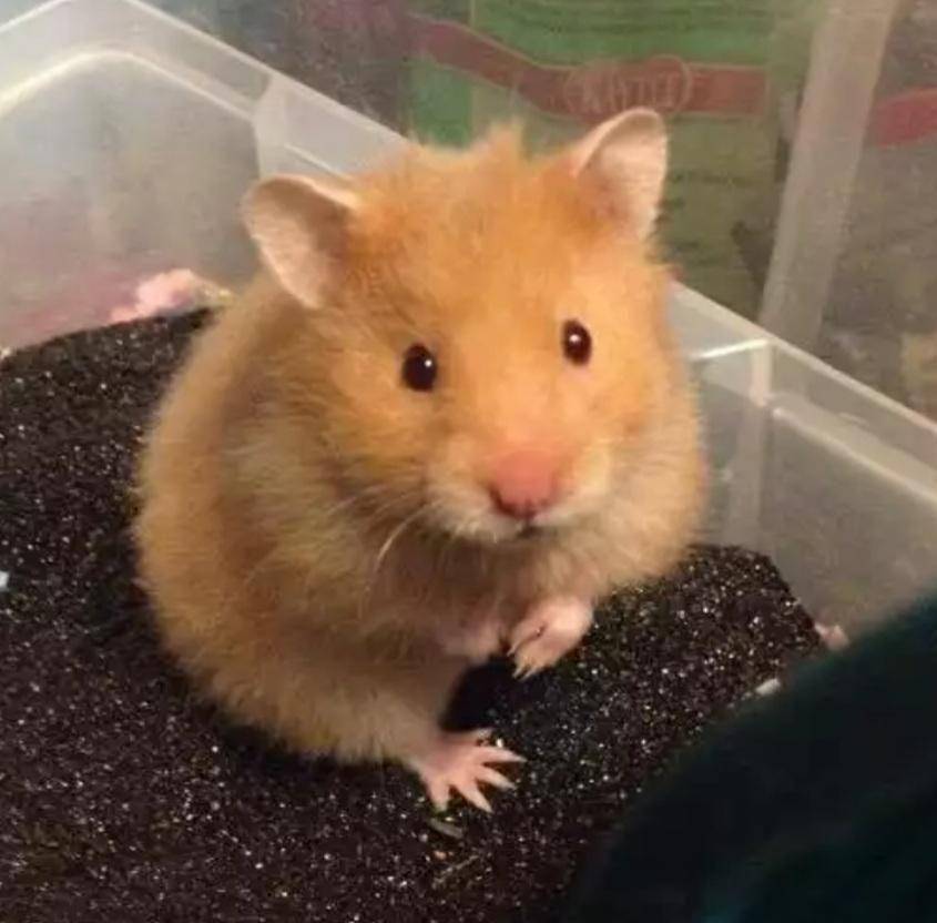 foto kocak hamster lagi bingung (reddit.com/user/k1ckmya55)