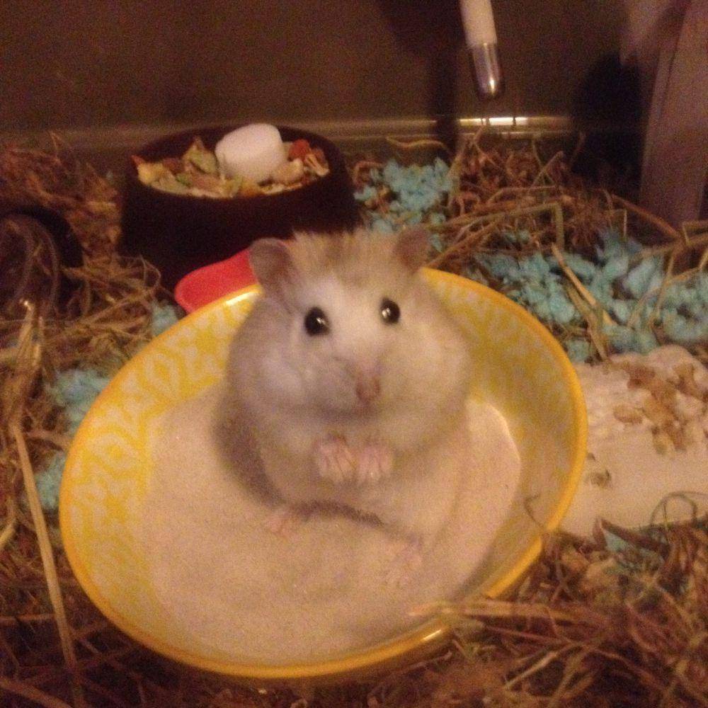 foto kocak hamster lagi bingung (reddit.com/user/Alekreddit)