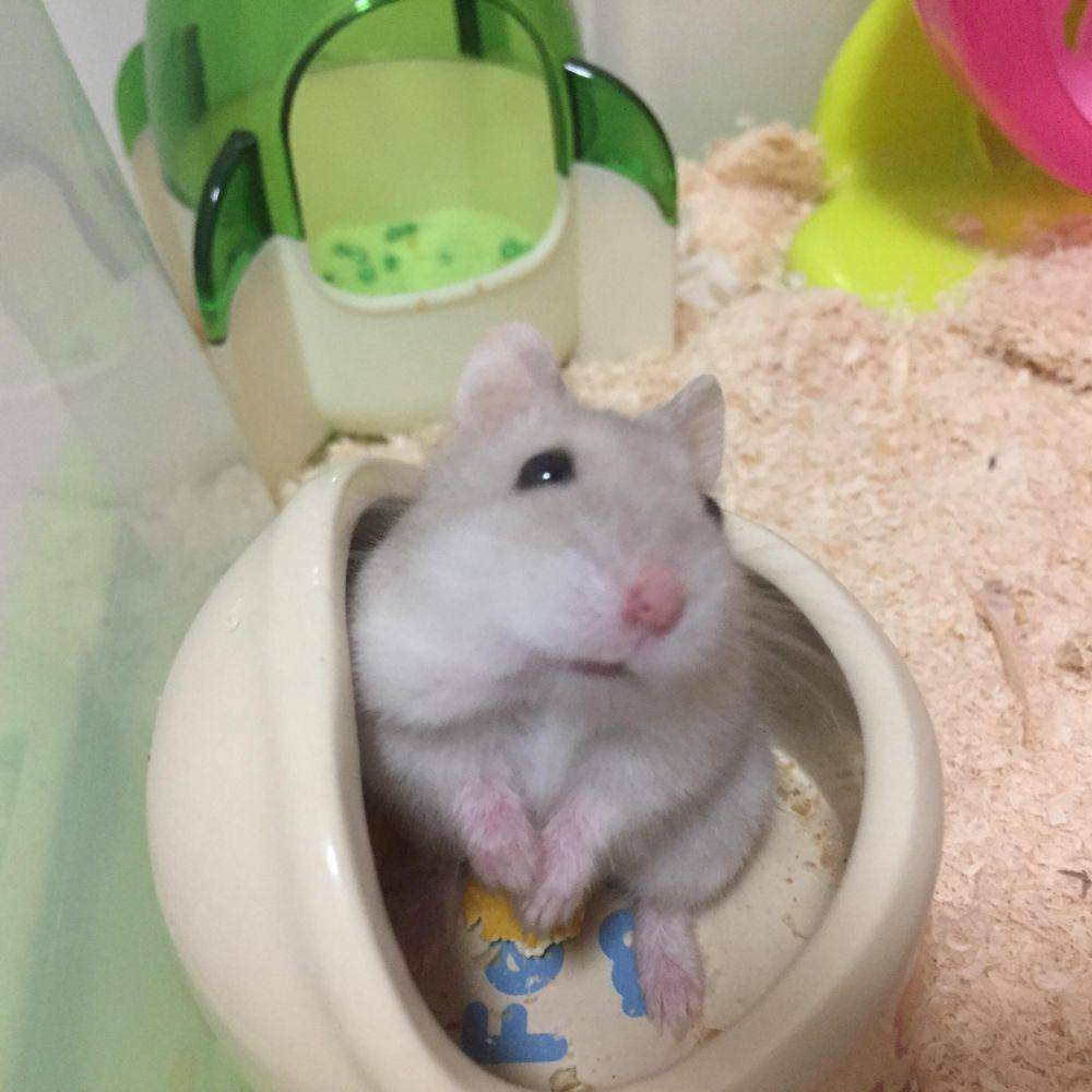 foto kocak hamster lagi bingung (reddit.com/user/cosmicdonutgiant)