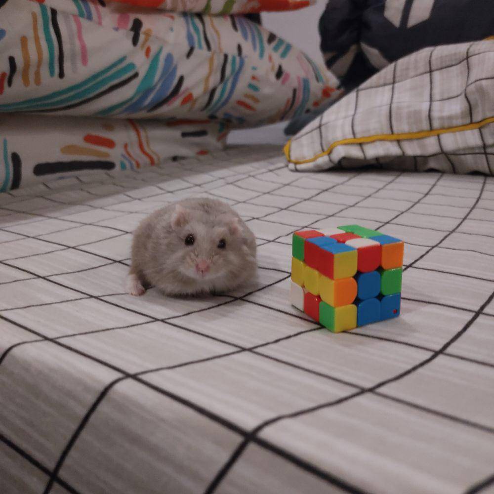 foto kocak hamster lagi bingung (reddit.com/user/soomayi)
