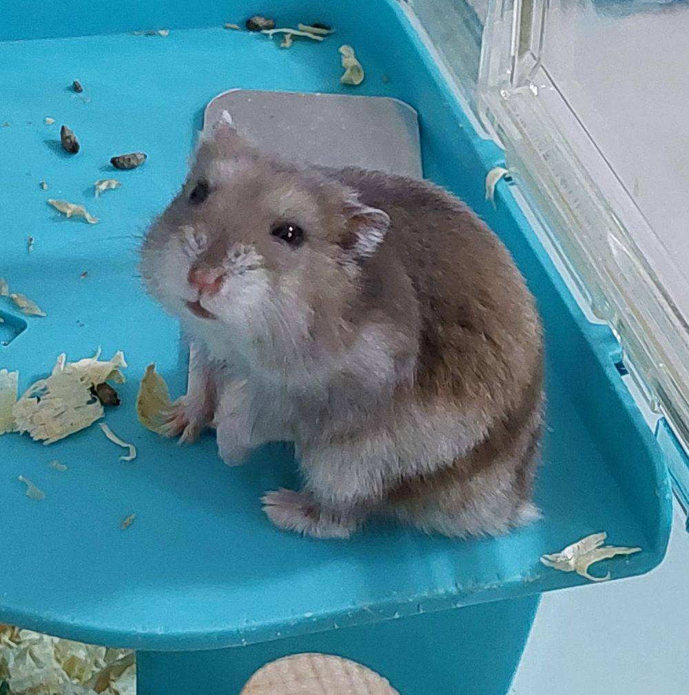 foto kocak hamster lagi bingung (reddit.com/user/crestfallen10)